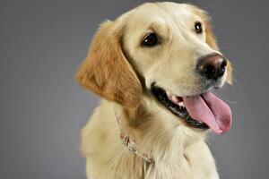 portret van een aanbiddelijk gouden retriever puppy foto