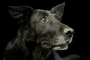 portret van een aanbiddelijk gemengd ras hond foto