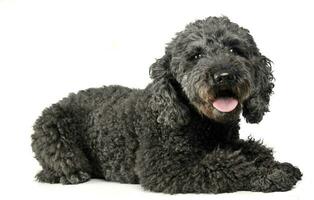 puppy pumi gevoel mooi zo in een wit foto studio