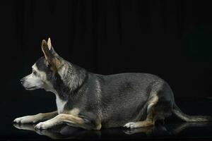 studio schot van een aanbiddelijk gemengd ras hond foto