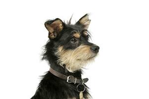 portret van een aanbiddelijk gemengd ras hond op zoek merkwaardig foto