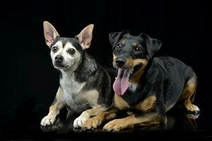 studio schot van twee aanbiddelijk gemengd ras hond foto