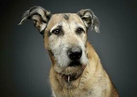portret van een aanbiddelijk gemengd ras hond op zoek ernstig foto