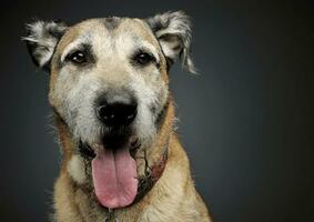 portret van een aanbiddelijk gemengd ras hond op zoek tevreden foto