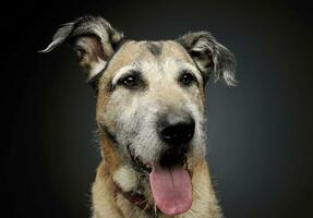 portret van een aanbiddelijk gemengd ras hond op zoek tevreden foto