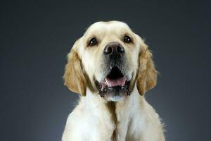 portret van een aanbiddelijk gouden retriever foto