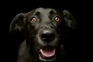 portret van een aanbiddelijk gemengd ras hond foto