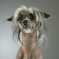 Chinese kuif- hond in een grijs achtergrond foto studio