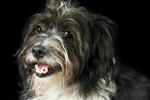 gemengd ras grappig hond in een foto studio