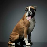 mooi hoor jong bokser in de foto studio