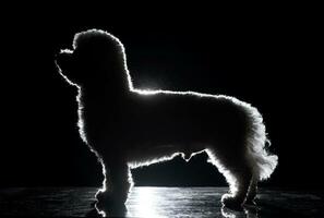 silhouet van een schattig bolognese hond foto