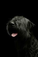 portret van een aanbiddelijk schnauzer foto