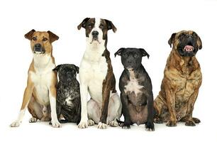groep van grappig honden wacht in studio foto