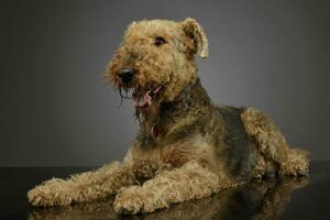 studio schot van een mooi airedale terriër foto