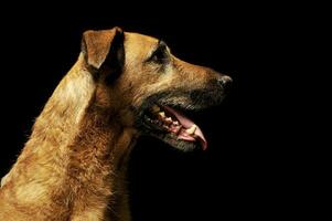 portret van een aanbiddelijk gemengd ras hond foto