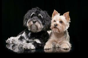 studio schot van een aanbiddelijk bichon Havanezer en een yorkshire terriër foto