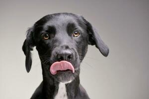 portret van een aanbiddelijk gemengd ras hond foto