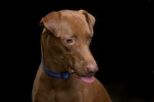 portret van een aanbiddelijk gemengd ras hond foto