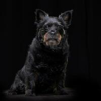 studio schot van een aanbiddelijk gemengd ras hond foto