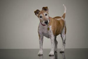 studio schot van een oud, aanbiddelijk jack Russell terriër foto