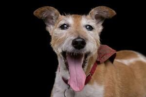 portret van een oud, aanbiddelijk jack Russell terriër foto