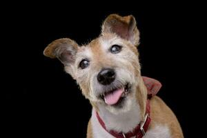 portret van een oud, aanbiddelijk jack Russell terriër foto