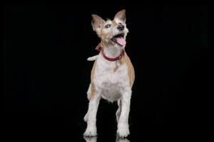 studio schot van een oud, aanbiddelijk jack Russell terriër foto