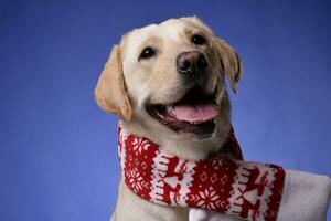 een aanbiddelijk gouden retriever vervelend Kerstmis sjaal foto