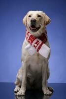 een aanbiddelijk gouden retriever vervelend Kerstmis sjaal foto