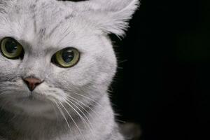 portret van een aanbiddelijk Brits kort haar kat foto