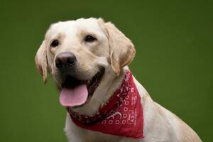 een aanbiddelijk gouden retriever vervelend rood hoofddoek foto