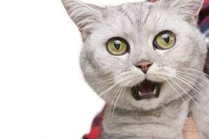 portret van een aanbiddelijk Brits kort haar kat foto
