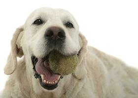 gelukkig labrador retriever poseren in wit foto studio met een bal