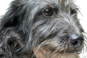 portret van een aanbiddelijk gemengd ras hond foto