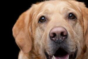 portret van een aanbiddelijk gouden retriever foto