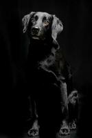 studio schot van een aanbiddelijk gemengd ras hond foto