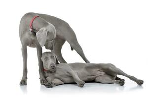 studio schot van twee aanbiddelijk weimaraner hond foto