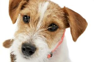 portret van een schattige jack russell terriër foto