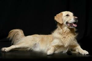 studio schot van een aanbiddelijk gemengd ras hond foto