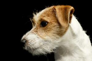 portret van een schattige jack russell terriër foto