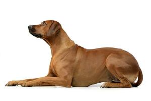 studio schot van een aanbiddelijk rhodesian ridgeback foto