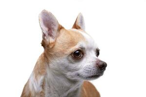 portret van een aanbiddelijk chihuahua foto