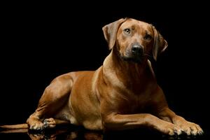 studio schot van een aanbiddelijk rhodesian ridgeback foto