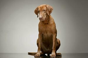 studio schot van een aanbiddelijk Hongaars vizsla magyar vizsla foto