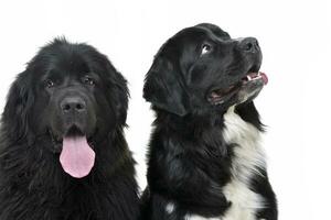 studio schot van twee aanbiddelijk Newfoundland honden foto