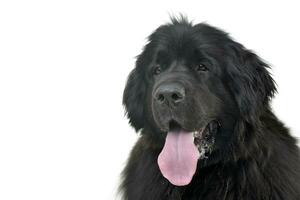 portret van een aanbiddelijk Newfoundland hond foto