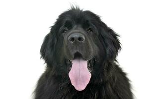 portret van een aanbiddelijk Newfoundland hond foto