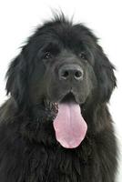 portret van een aanbiddelijk Newfoundland hond foto