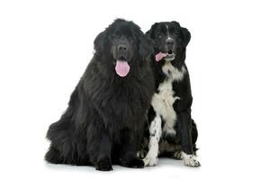 studio schot van twee aanbiddelijk Newfoundland honden foto