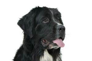 portret van een aanbiddelijk Newfoundland hond foto